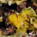 scorpionfish_leaf_db_h_0705_png2153.jpg